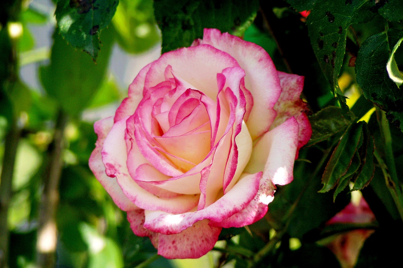 rosa flower pink rose free photo