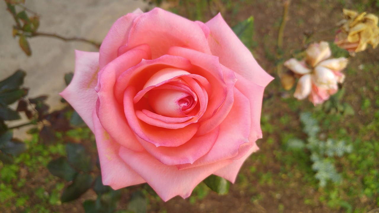 rosa flower spring free photo