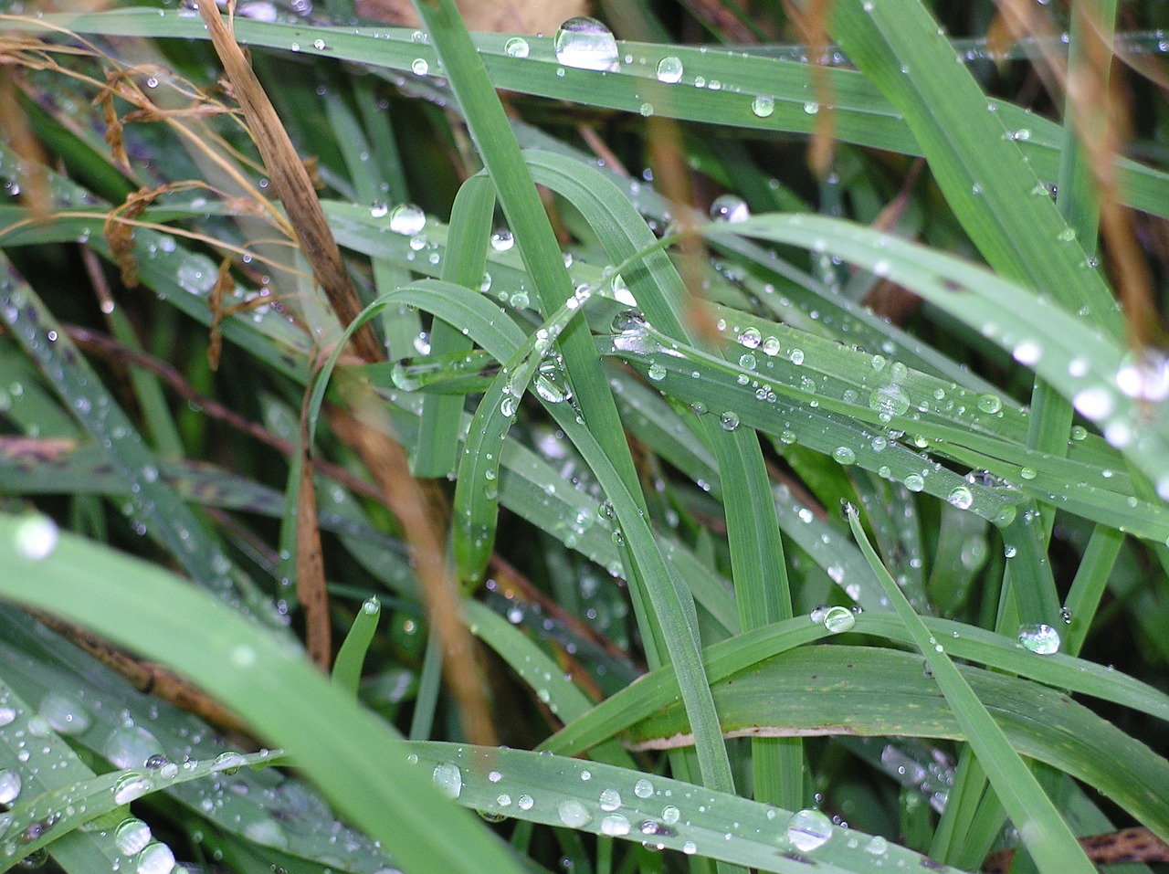 rosa grass after the rain free photo