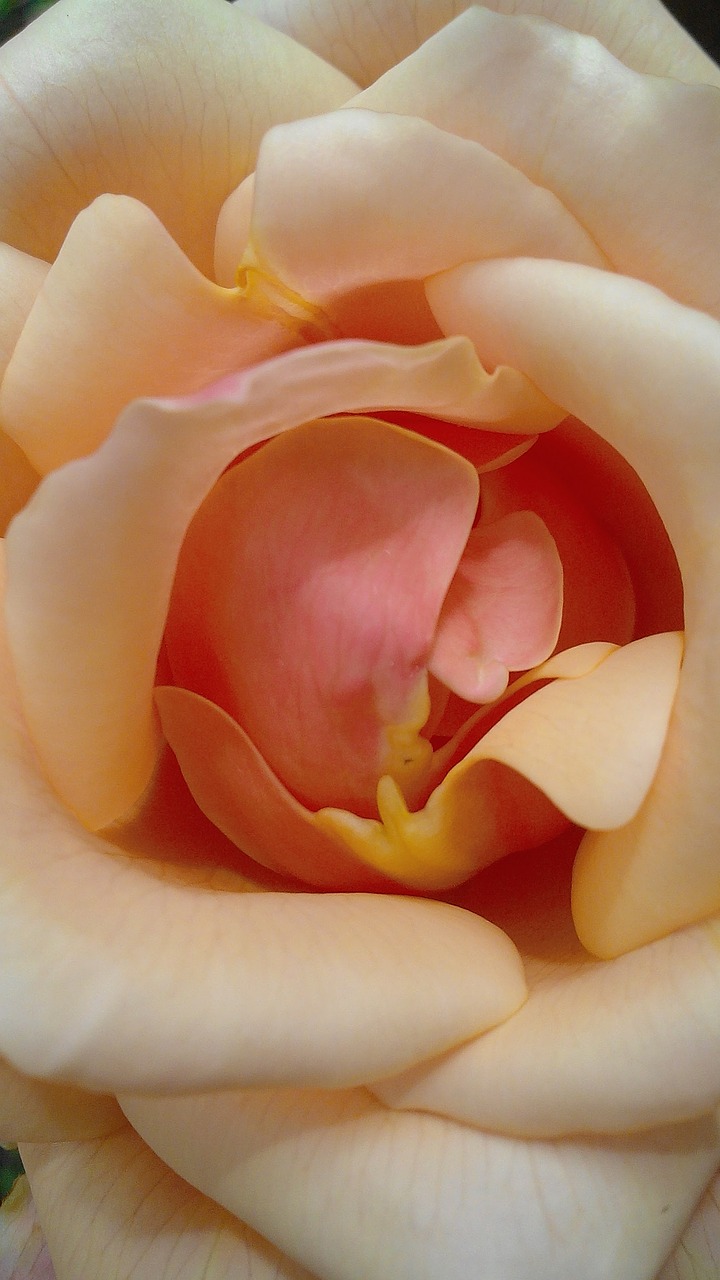 rosa petal garden free photo
