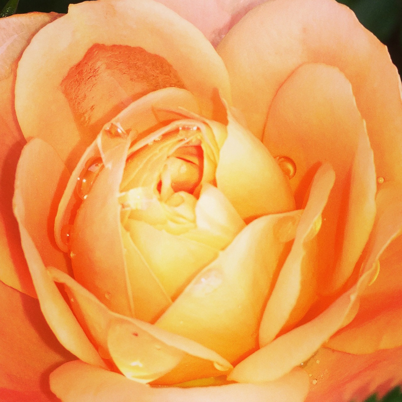 rosa orange flowers free photo