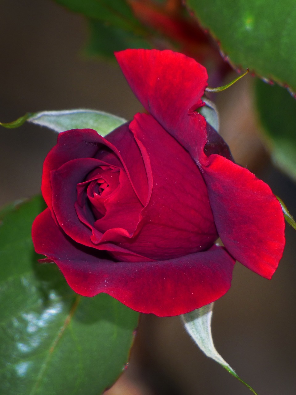rosa cocoon red rose free photo