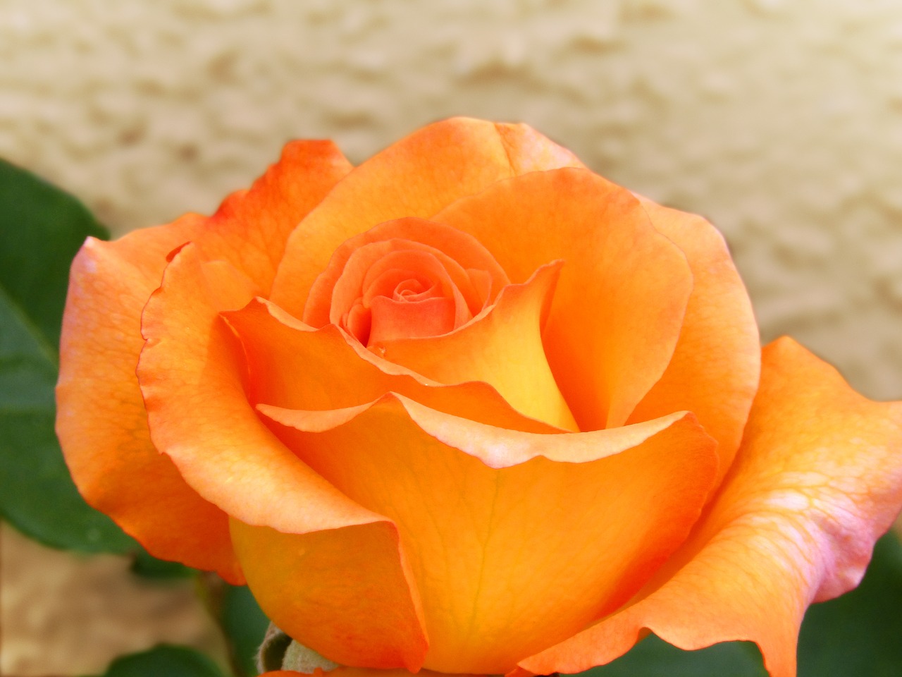 rosa yellow rose pink orange free photo