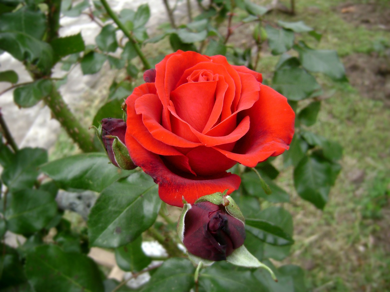 rosa scarlet flower free photo
