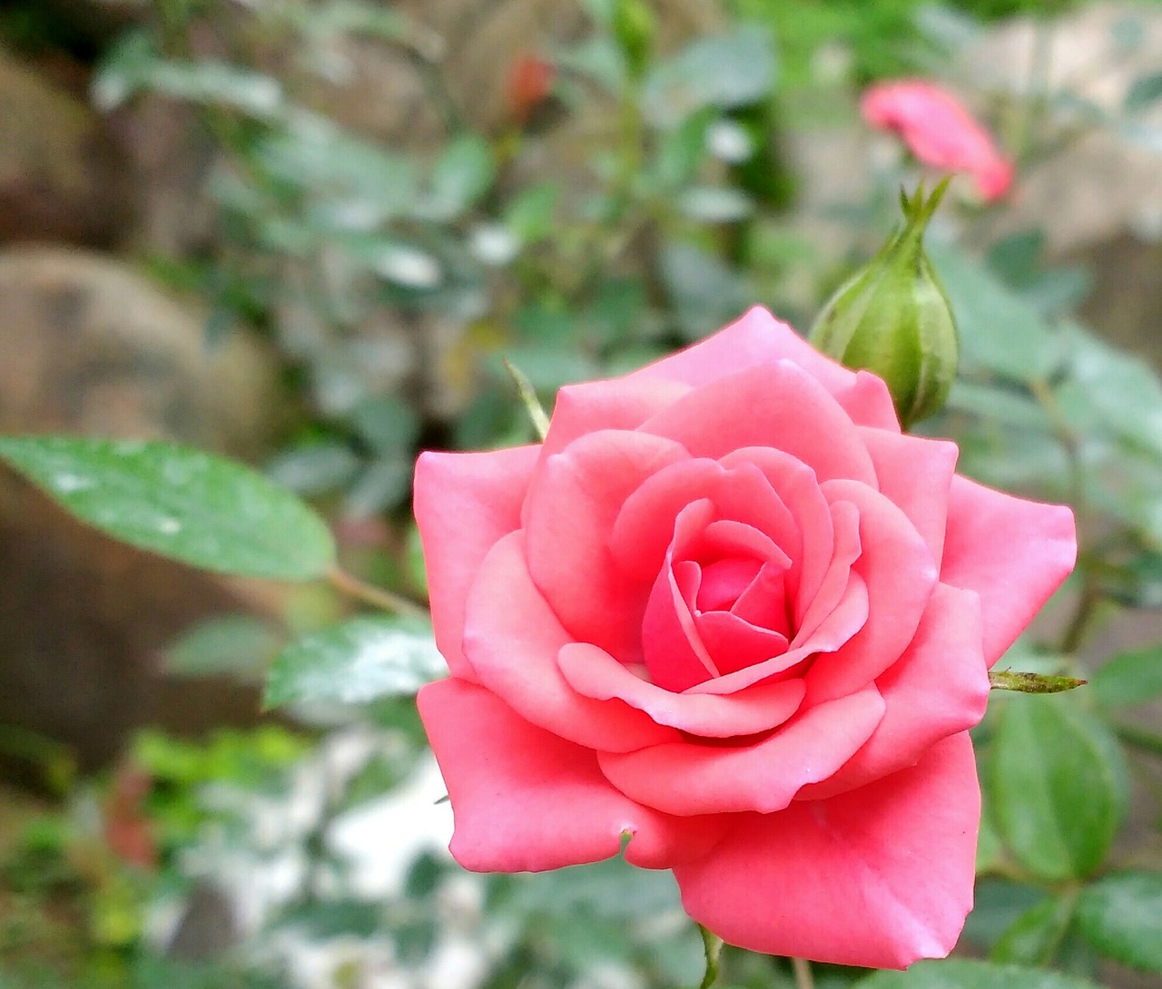 rosa flower plant free photo