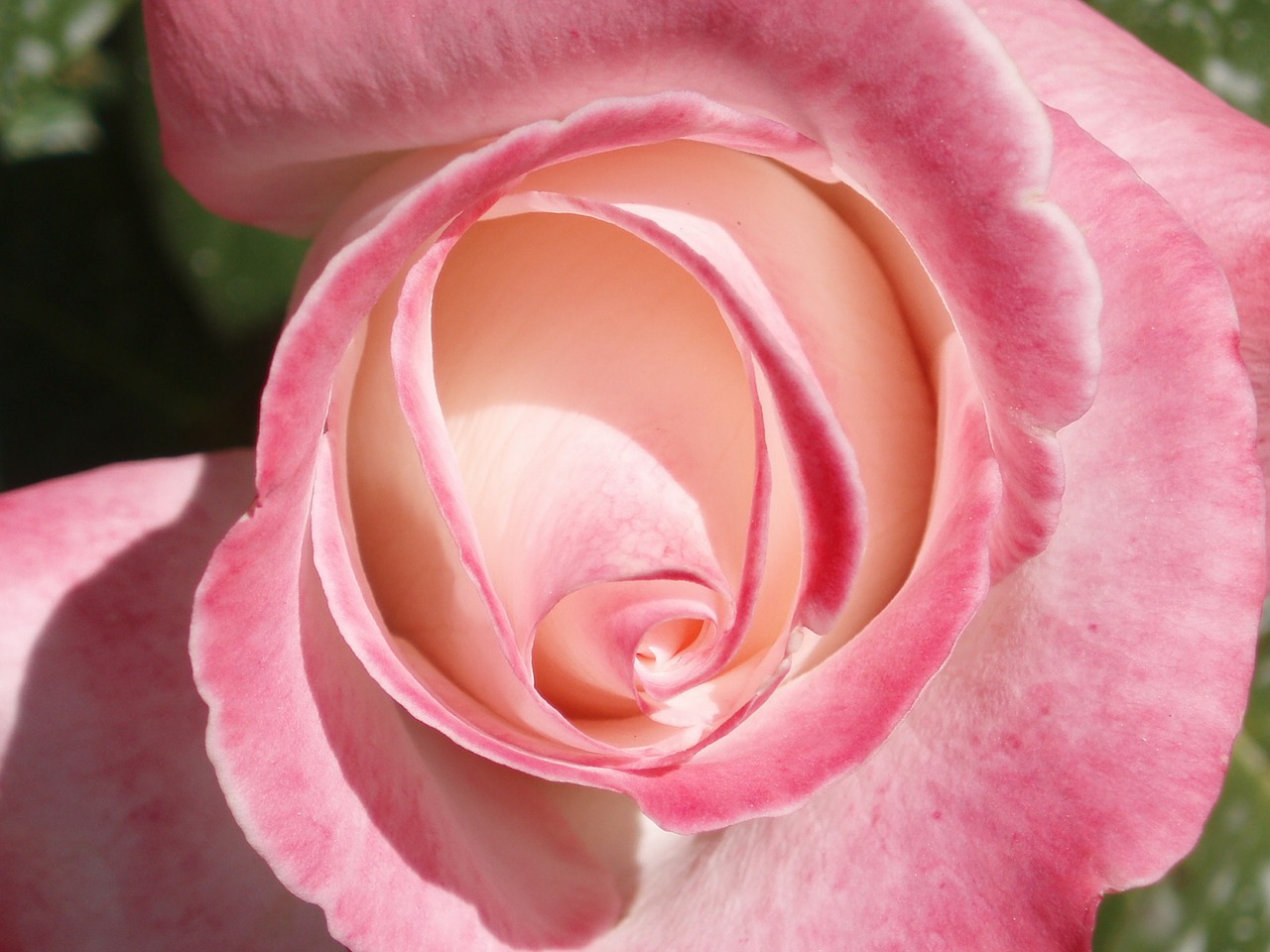 rosa spring garden free photo