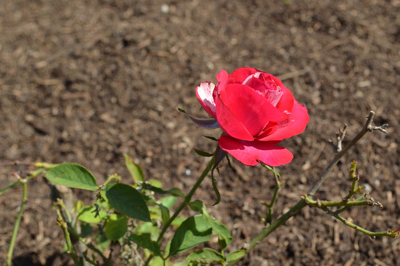 rosa flower color pink free photo