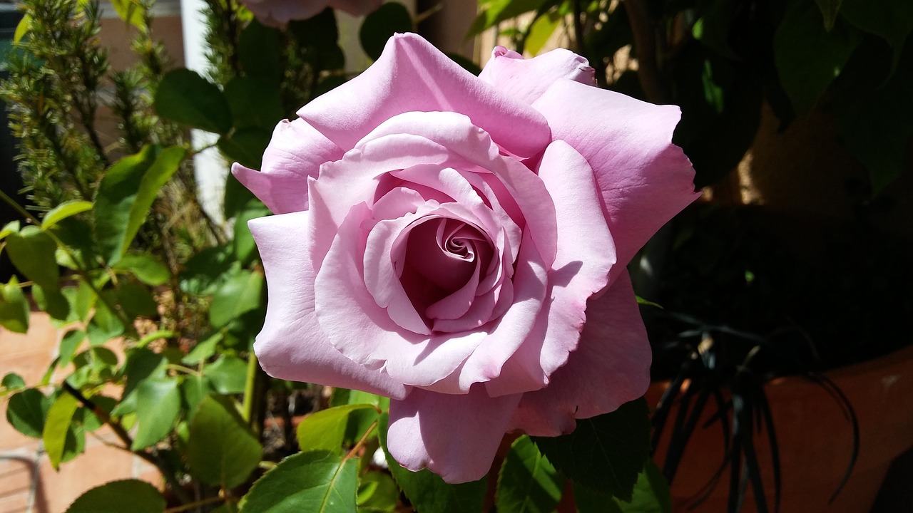 rosa pink flower roses free photo