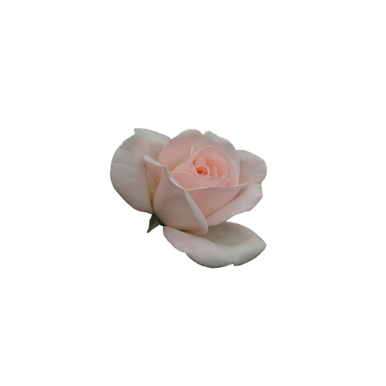 rosa flower pink petals free photo