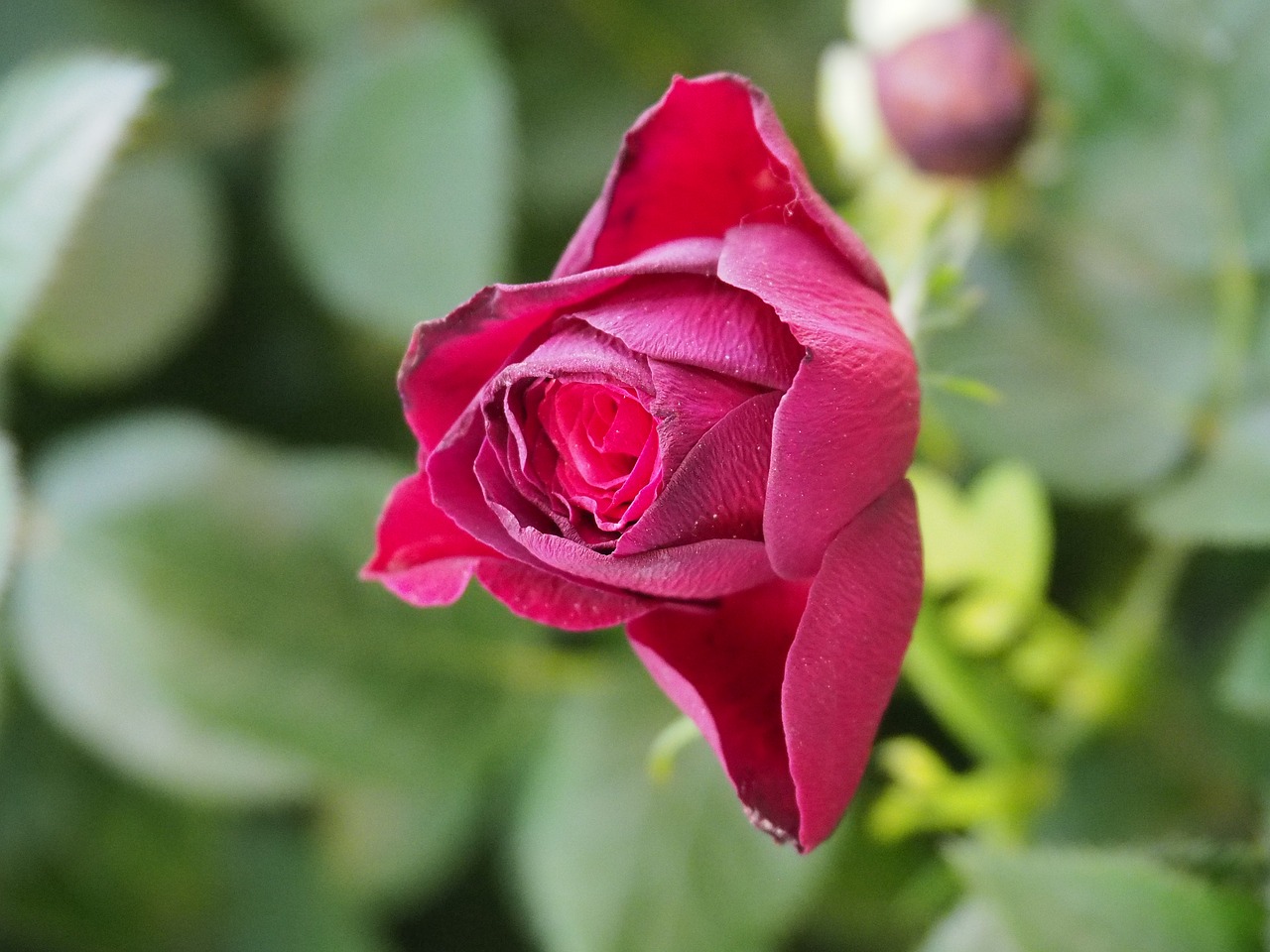 rosa flower nature free photo