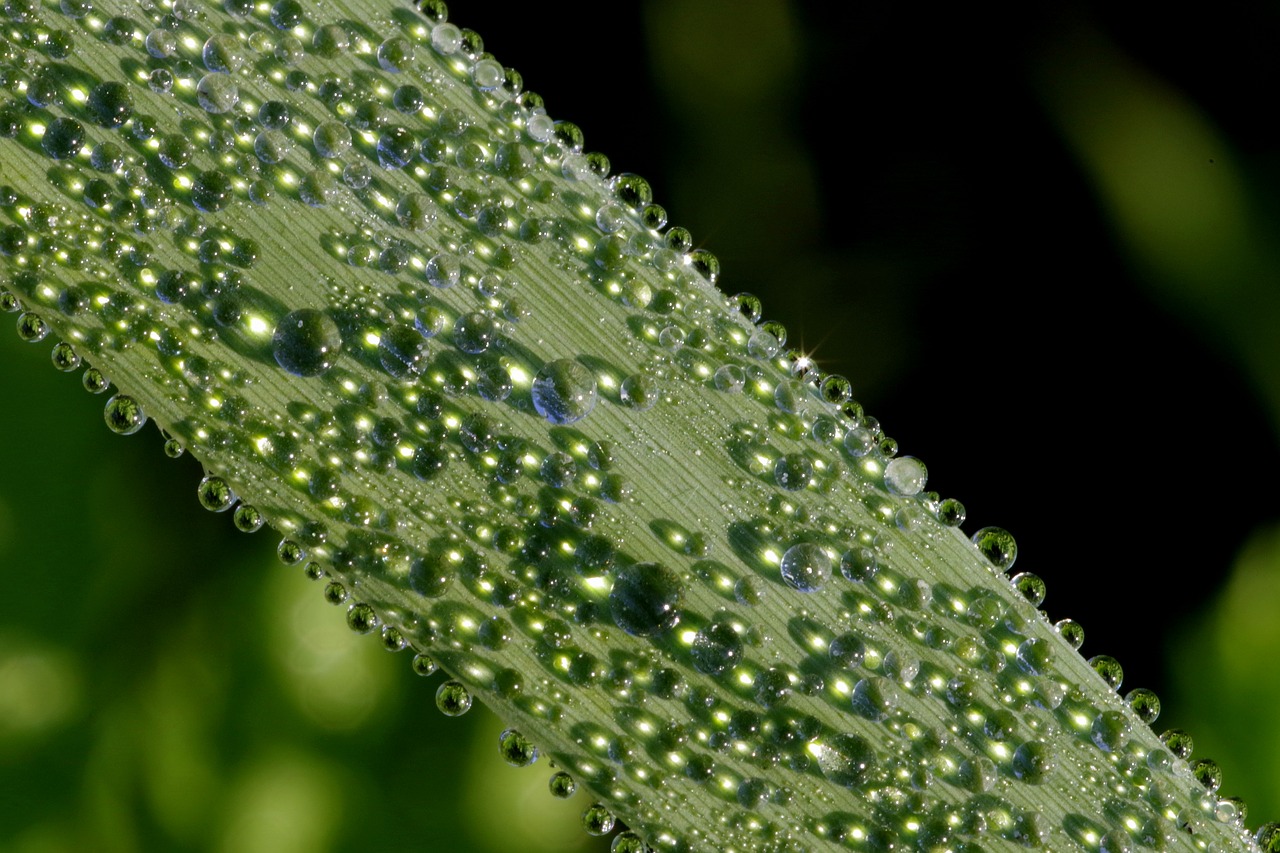 rosa drops water free photo