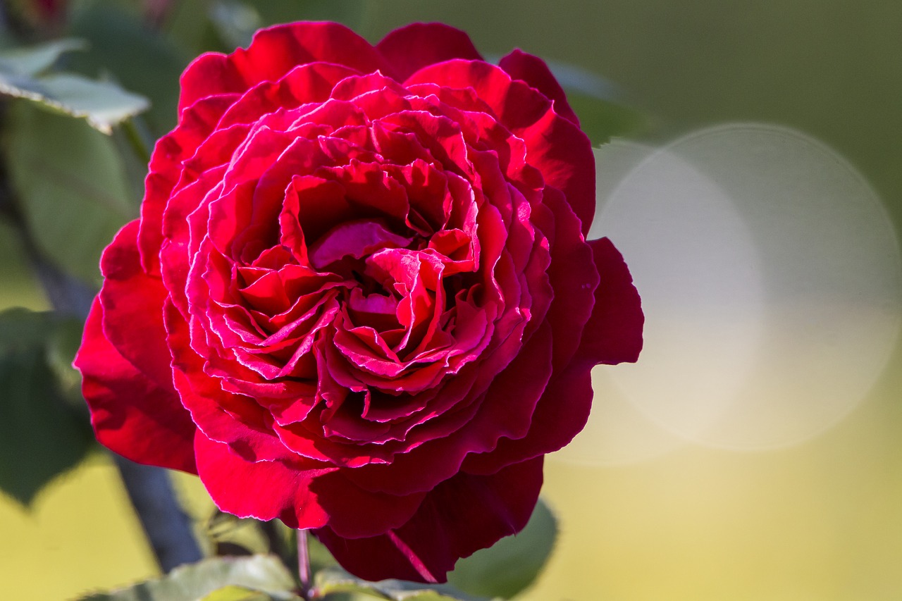 rosa flower spring free photo