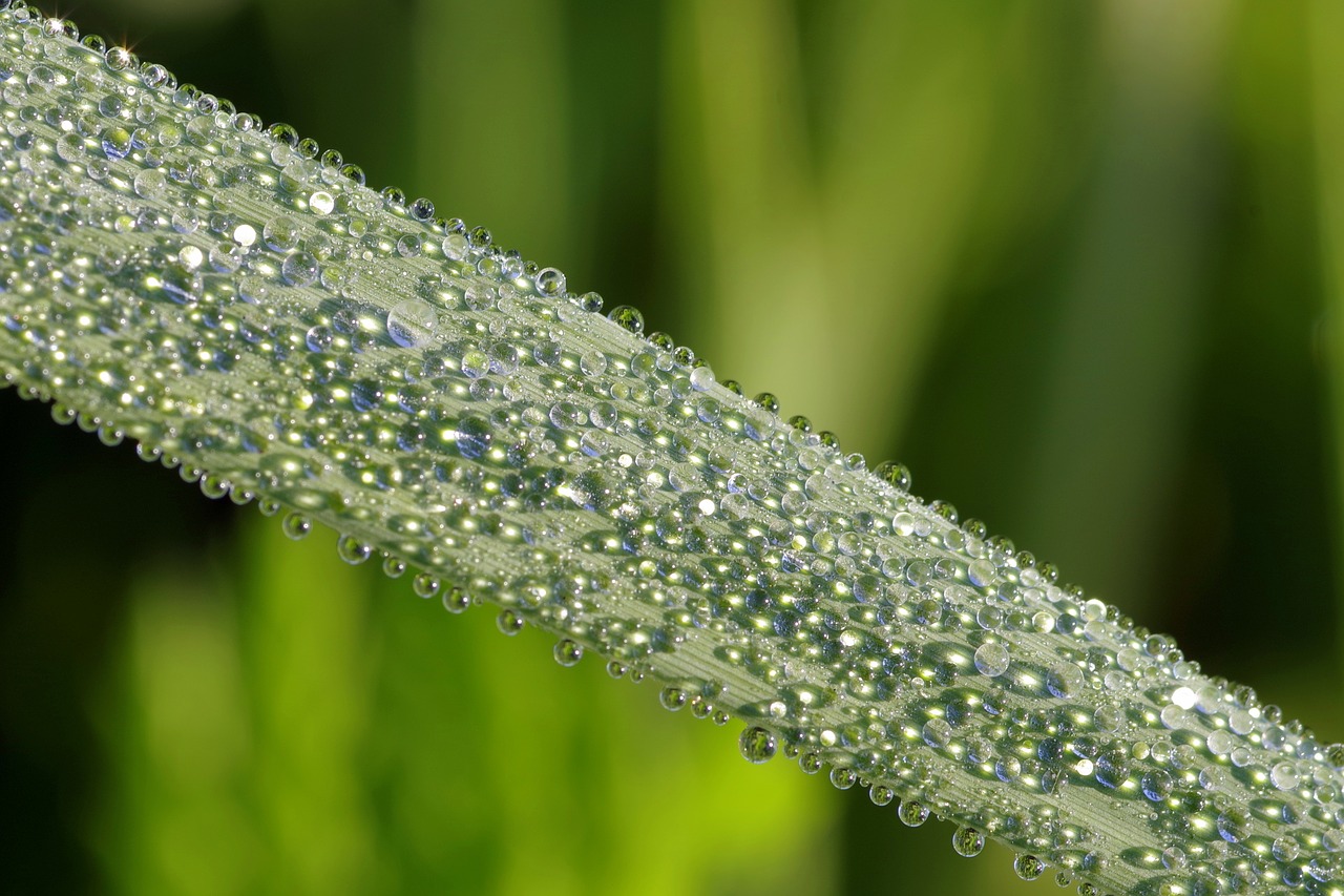 rosa drops macro free photo