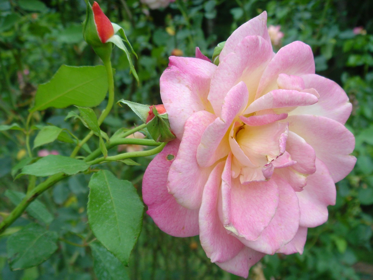 rosa flower plant free photo