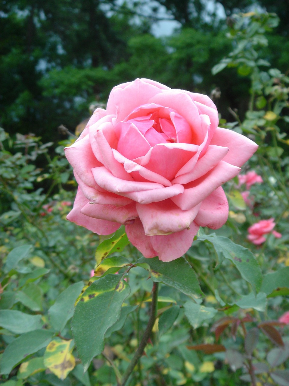 rosa flower plant free photo