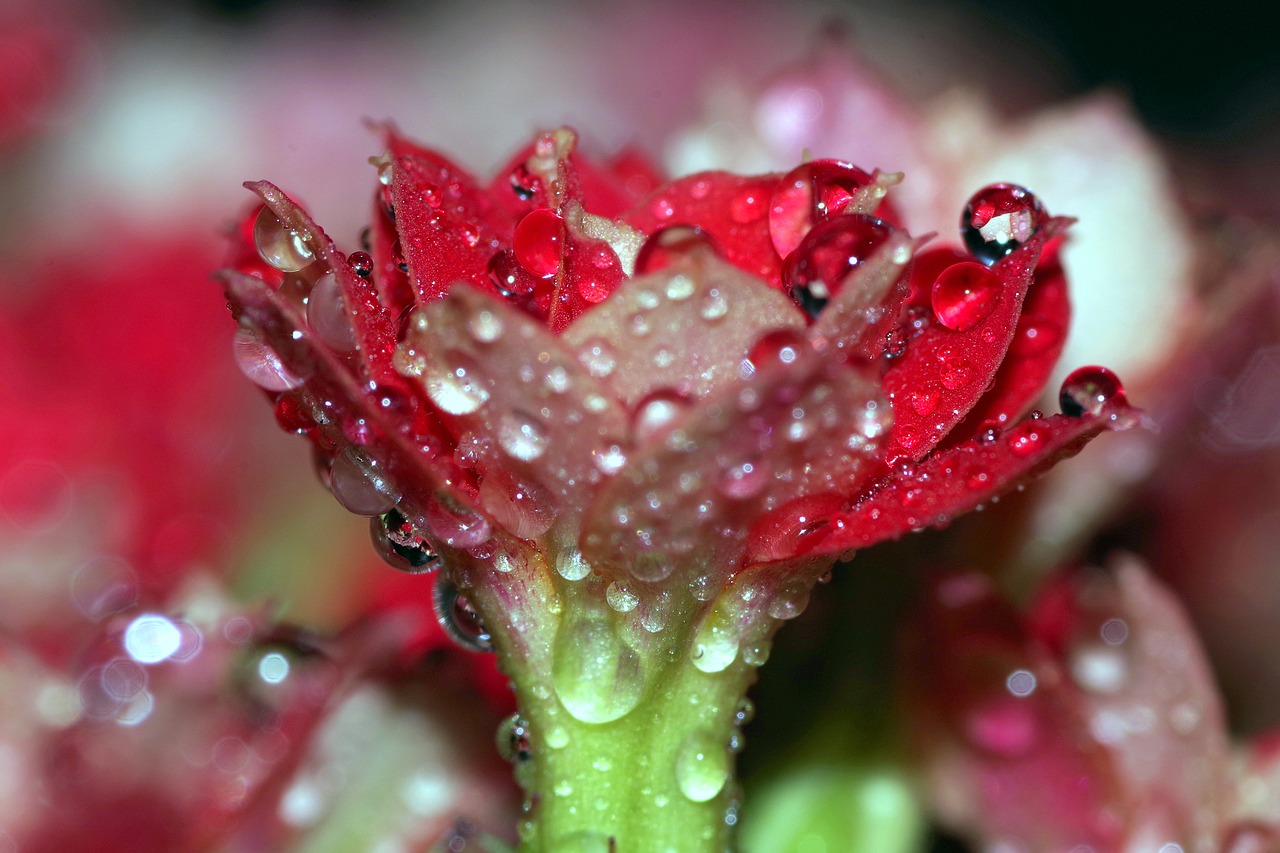 rosa drops flower free photo