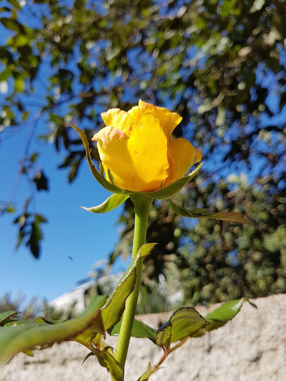 rosa flower yellow free photo