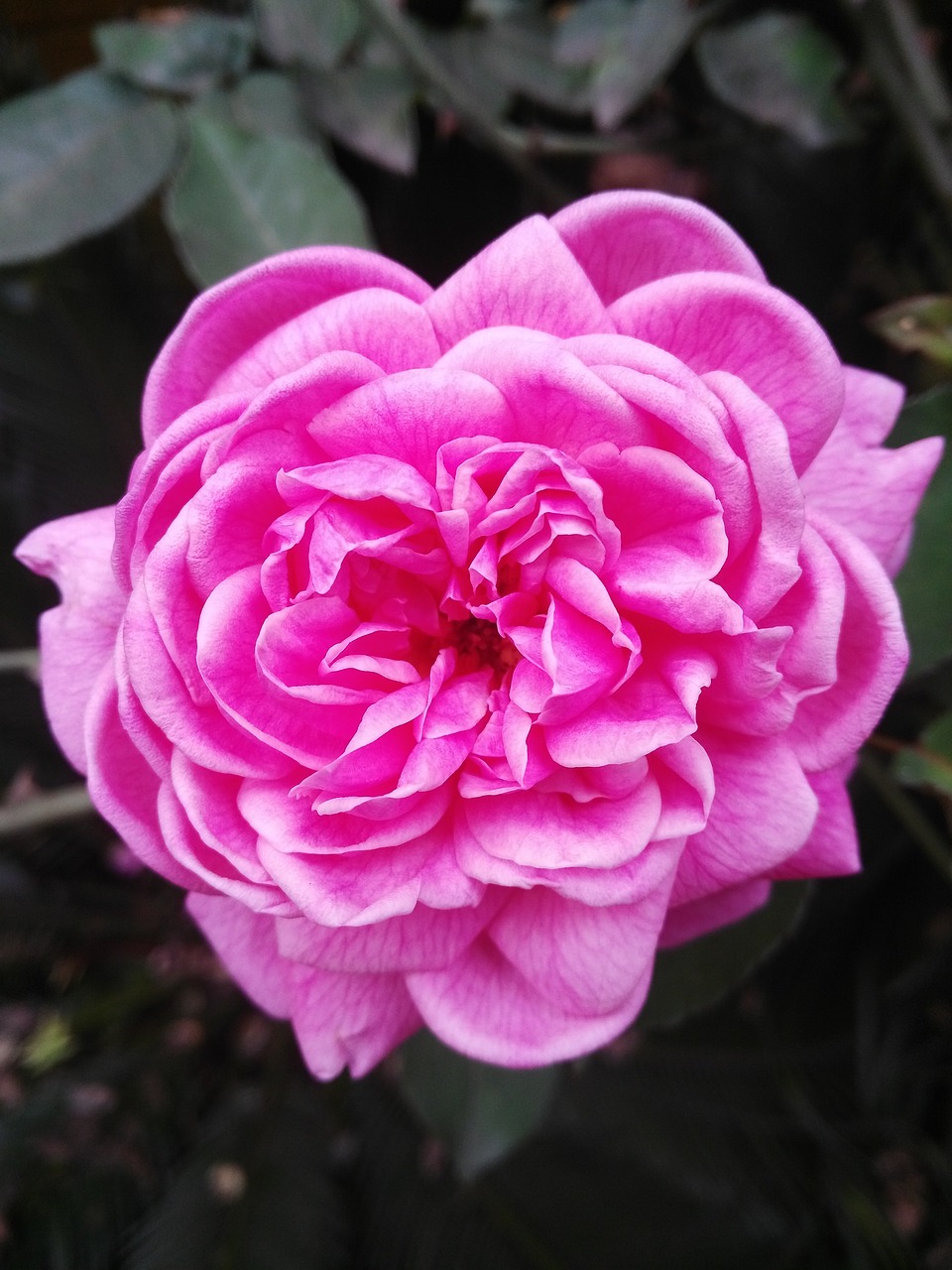 rosa pink flower free photo