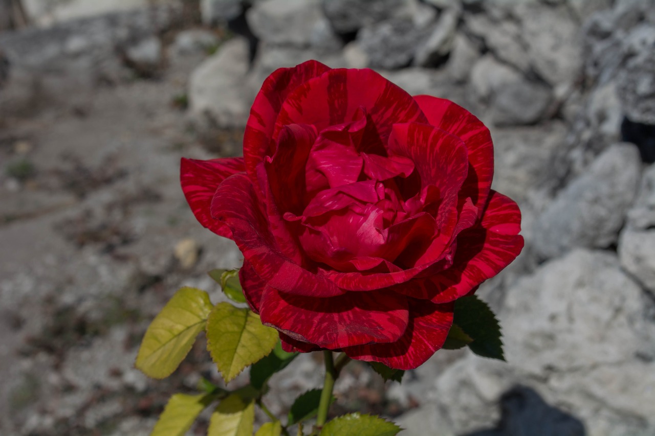 rosa flower nature free photo