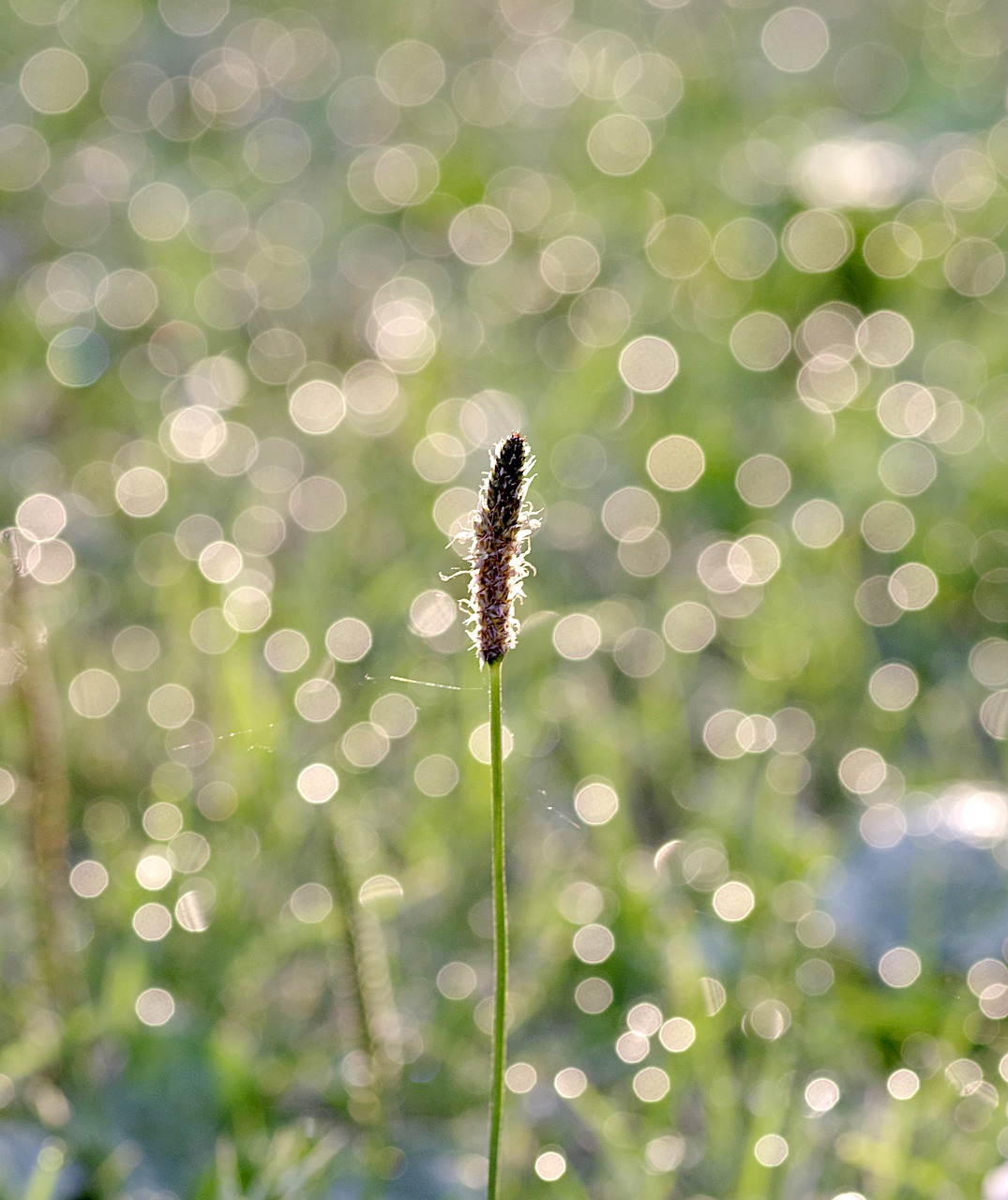 rosa grass blade free photo