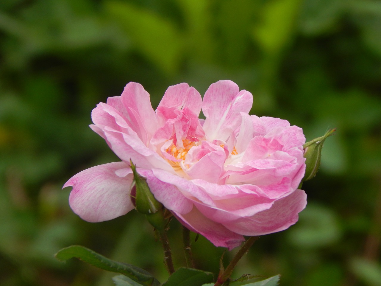 rosa flower pink petals free photo