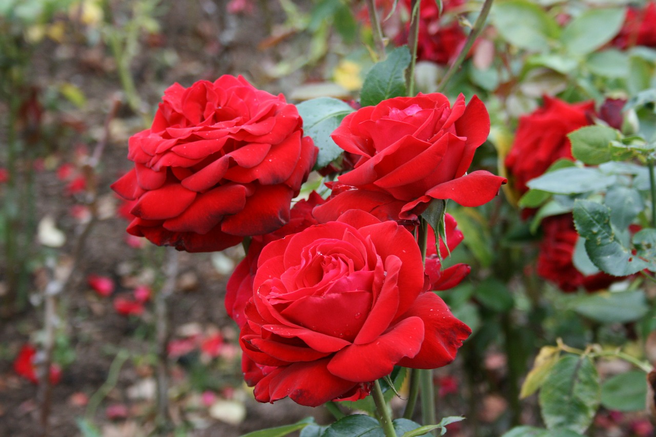 rosa red rose flower free photo