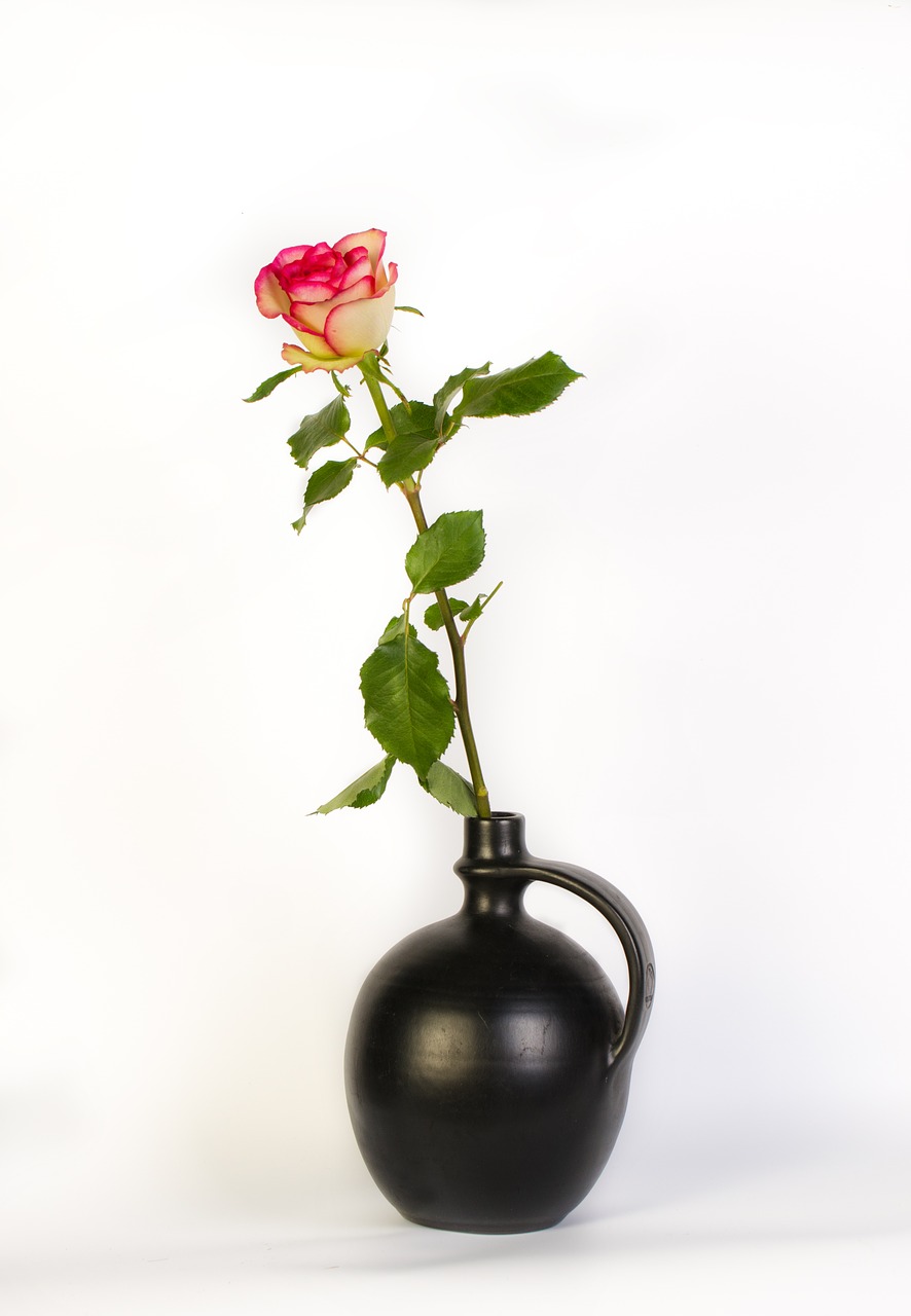 rosa vase flower free photo