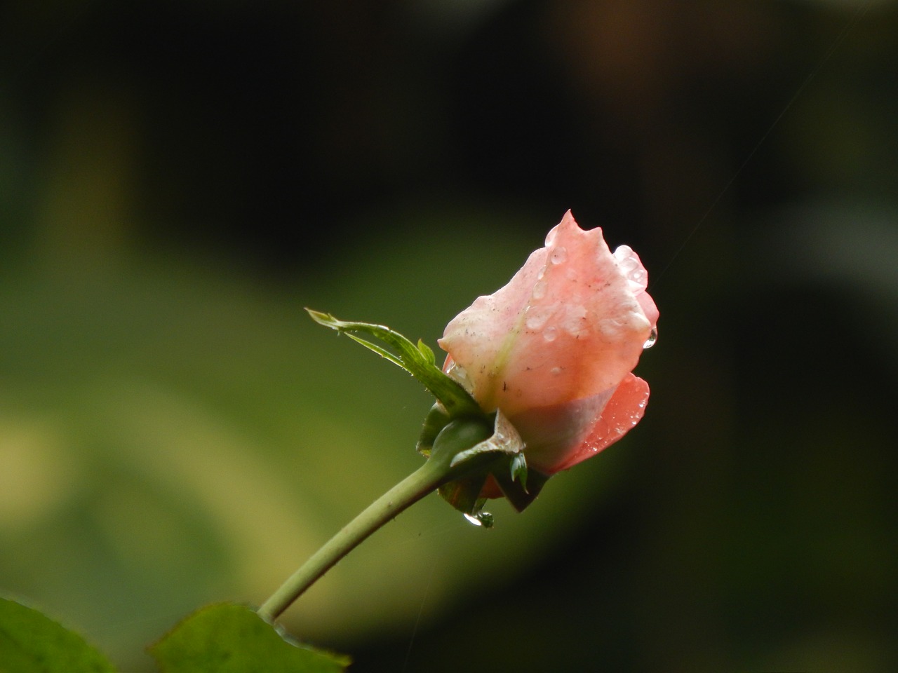 rosa pimpollo rain free photo