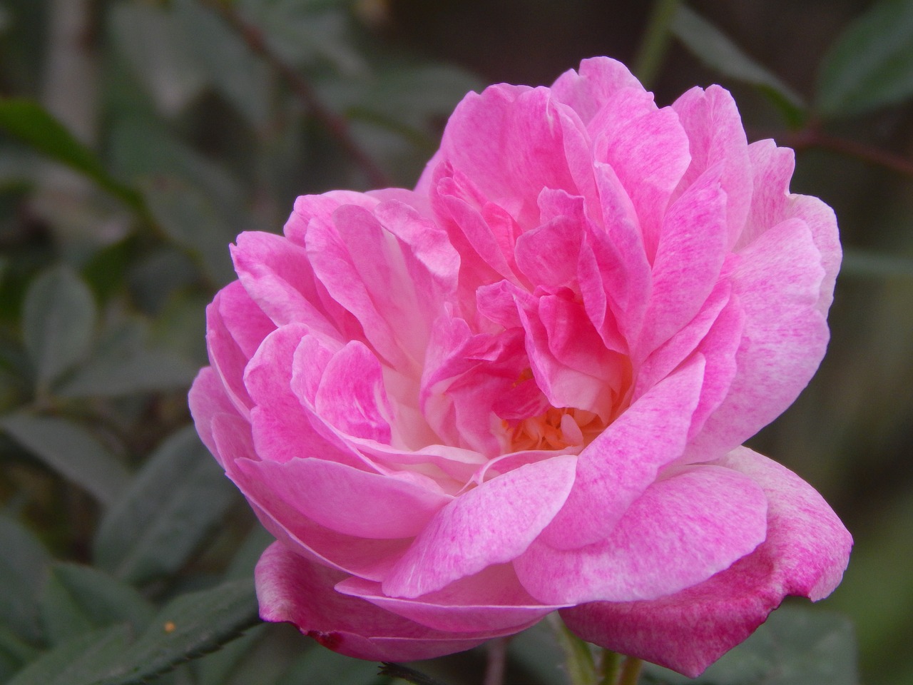 rosa pink petals flower free photo