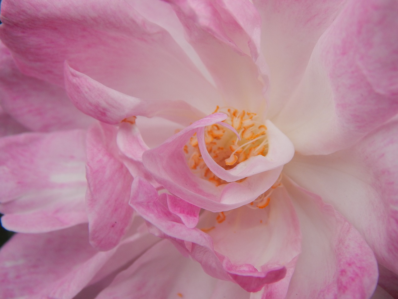 rosa pink flower pink petals free photo