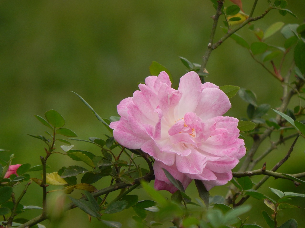 rosa pink petals pink flower free photo