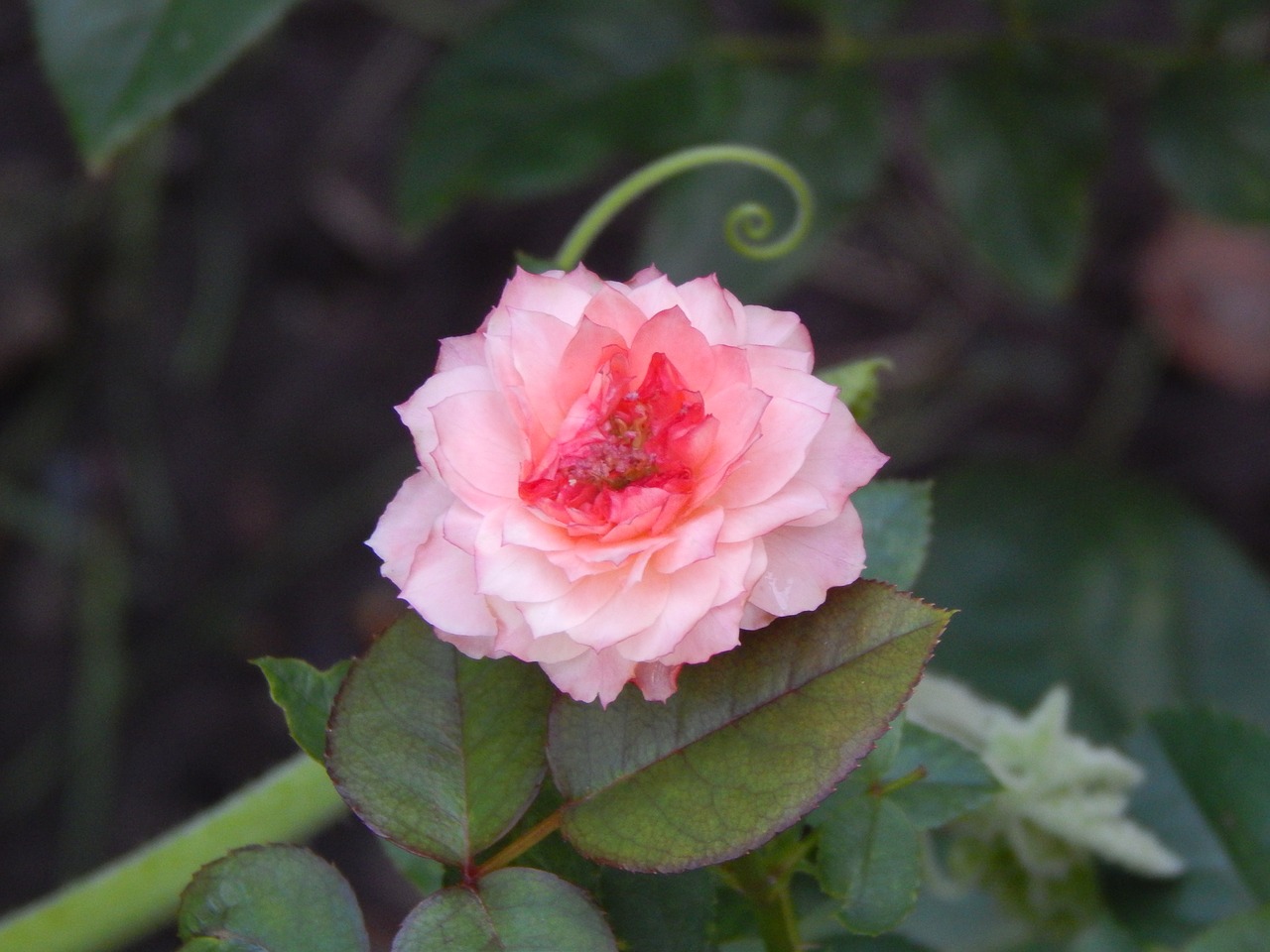 rosa pink flower pink petals free photo