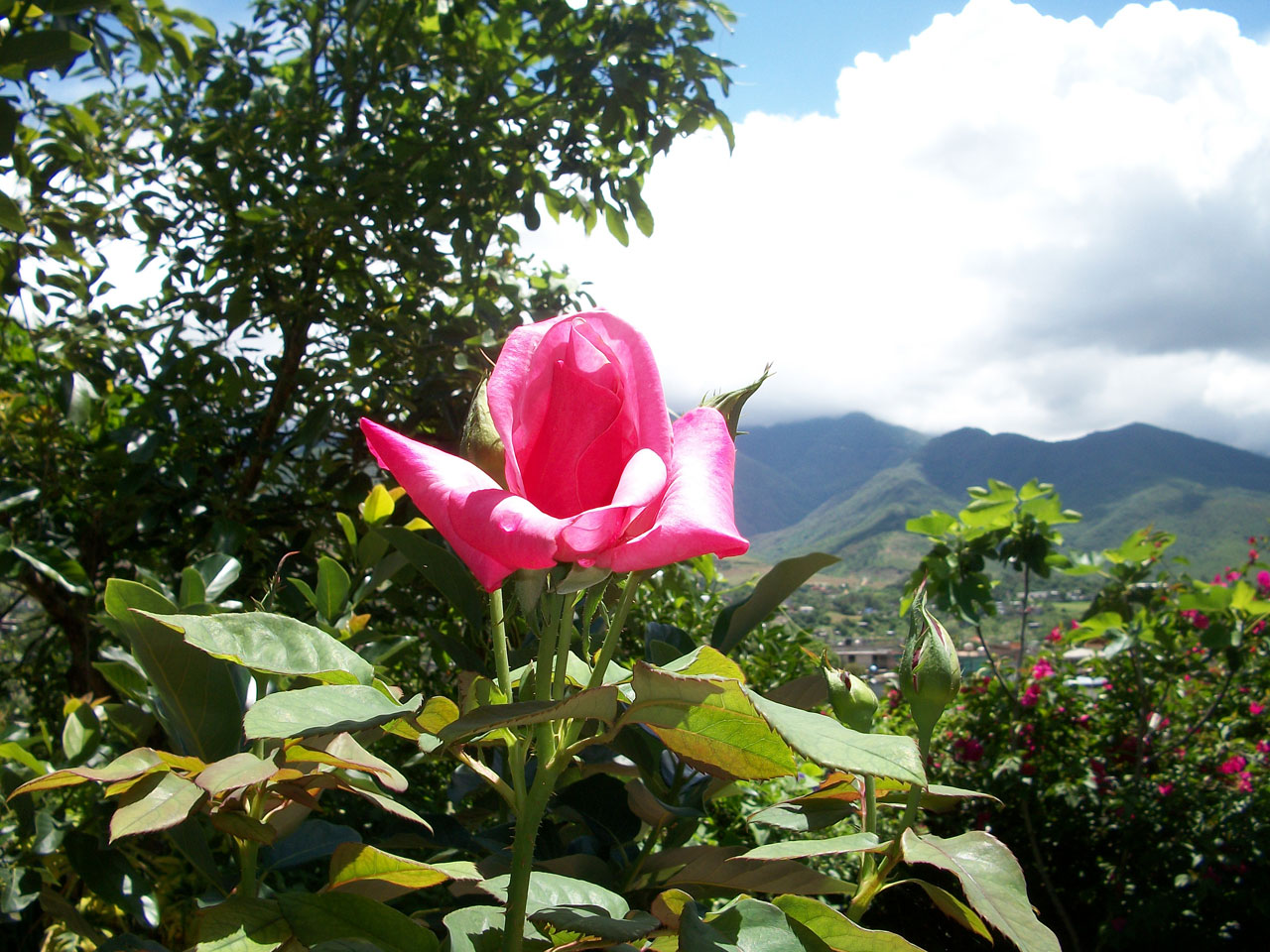 flower flowers pink free photo