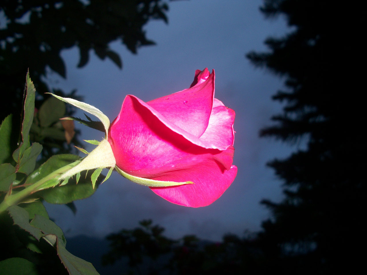 pink rose flower free photo