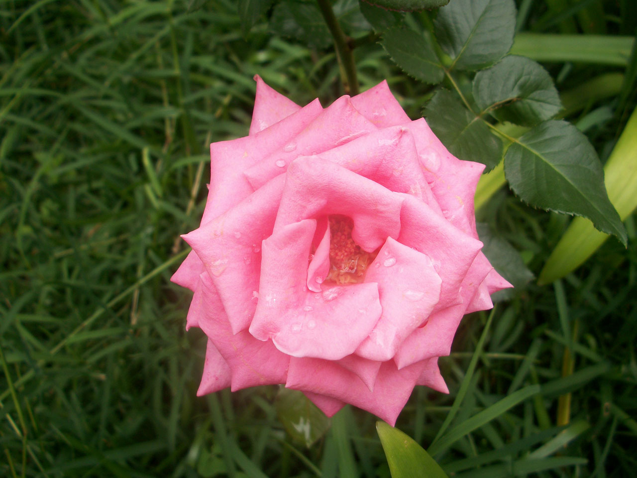 pink color flower free photo