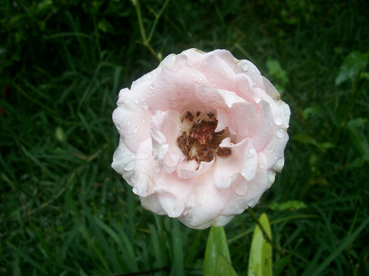 flower flowers pink free photo