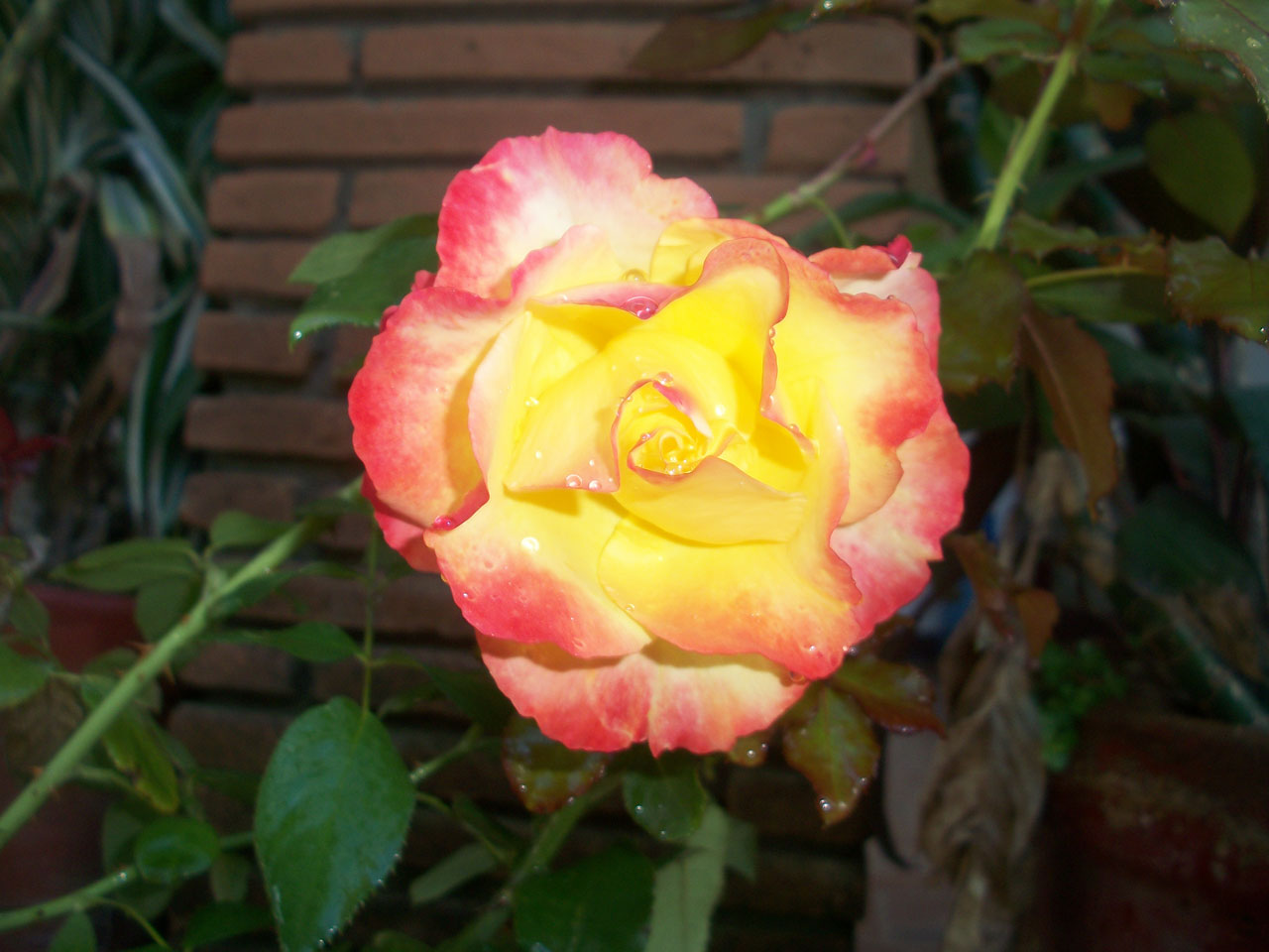 flora rose flower free photo