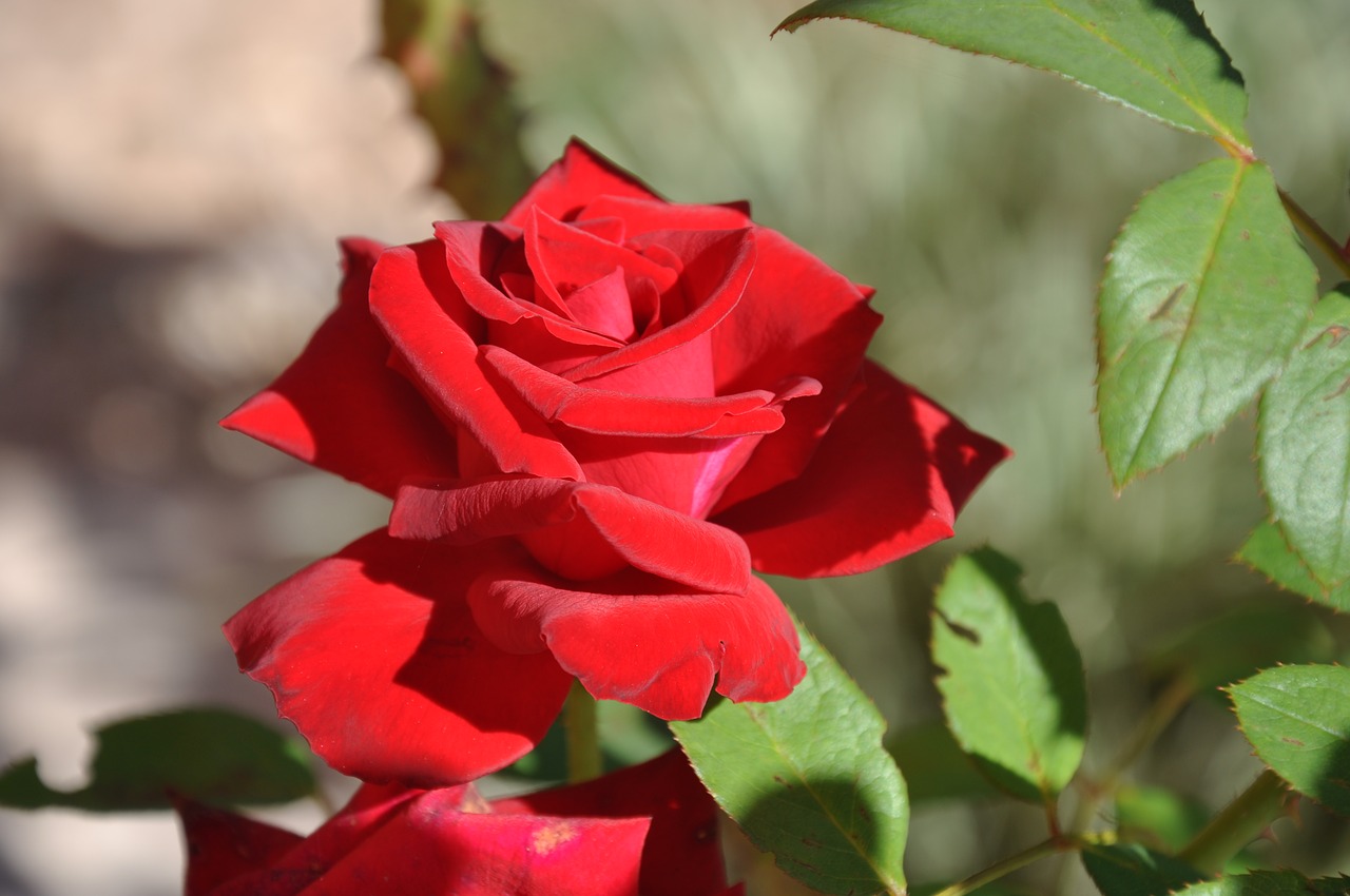 rosa flower flowers roses free photo