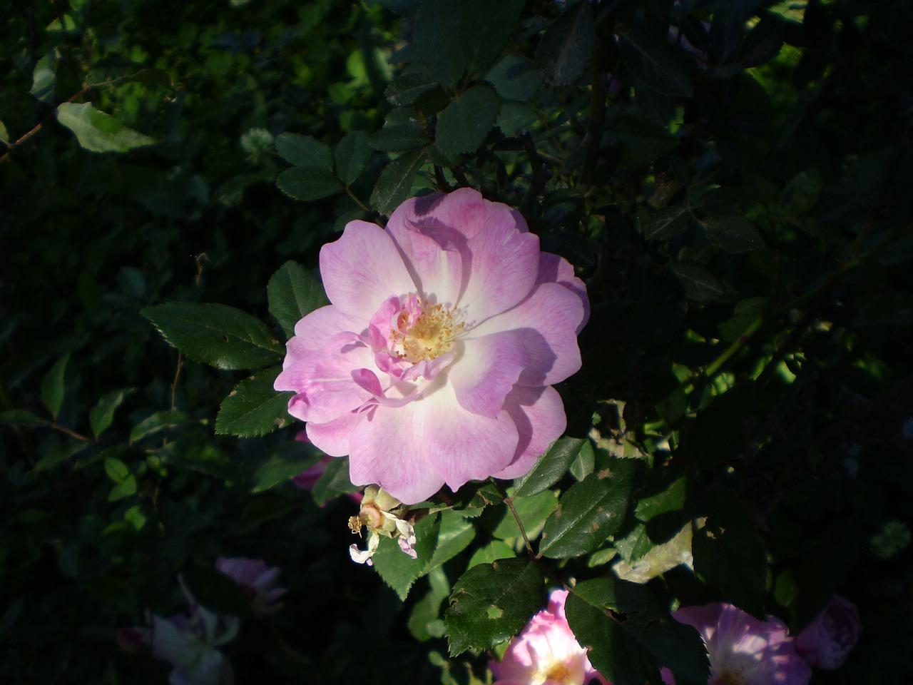 rosa pink flower penumbra free photo