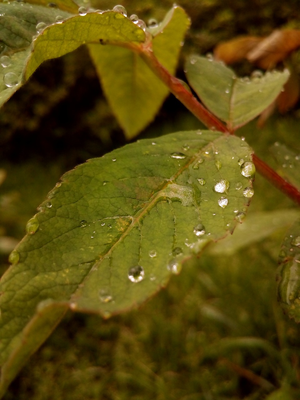 rosa drops leaves free photo