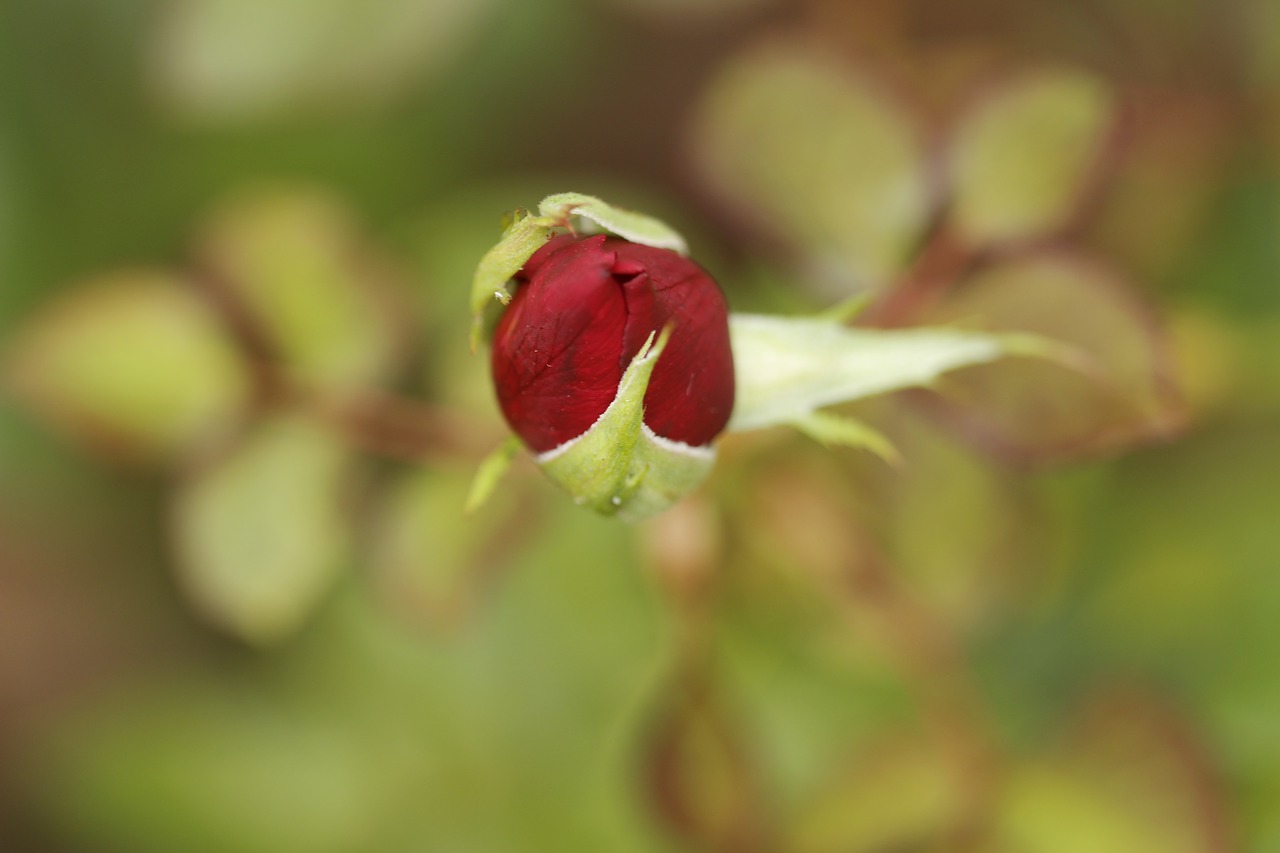 rosa flower nature free photo