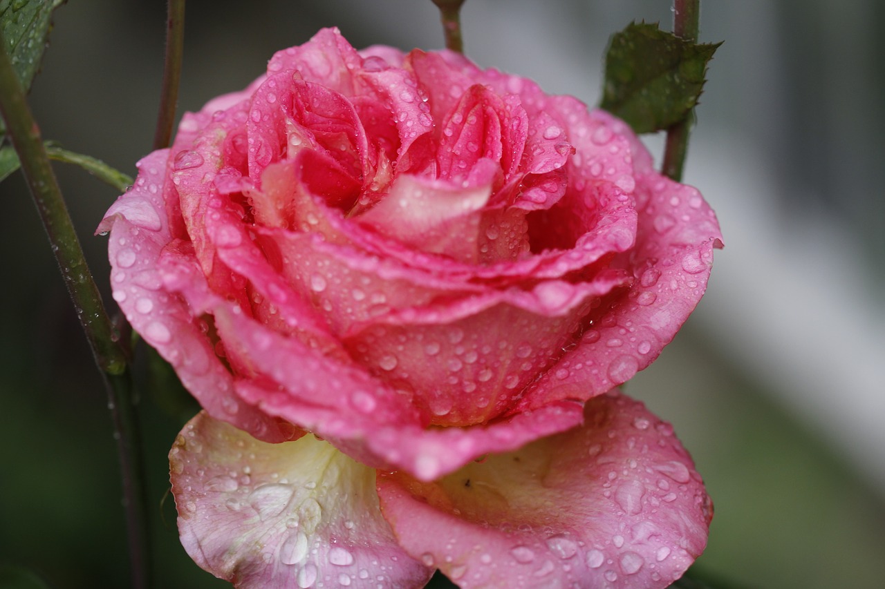 rosa flower flower color pink free photo