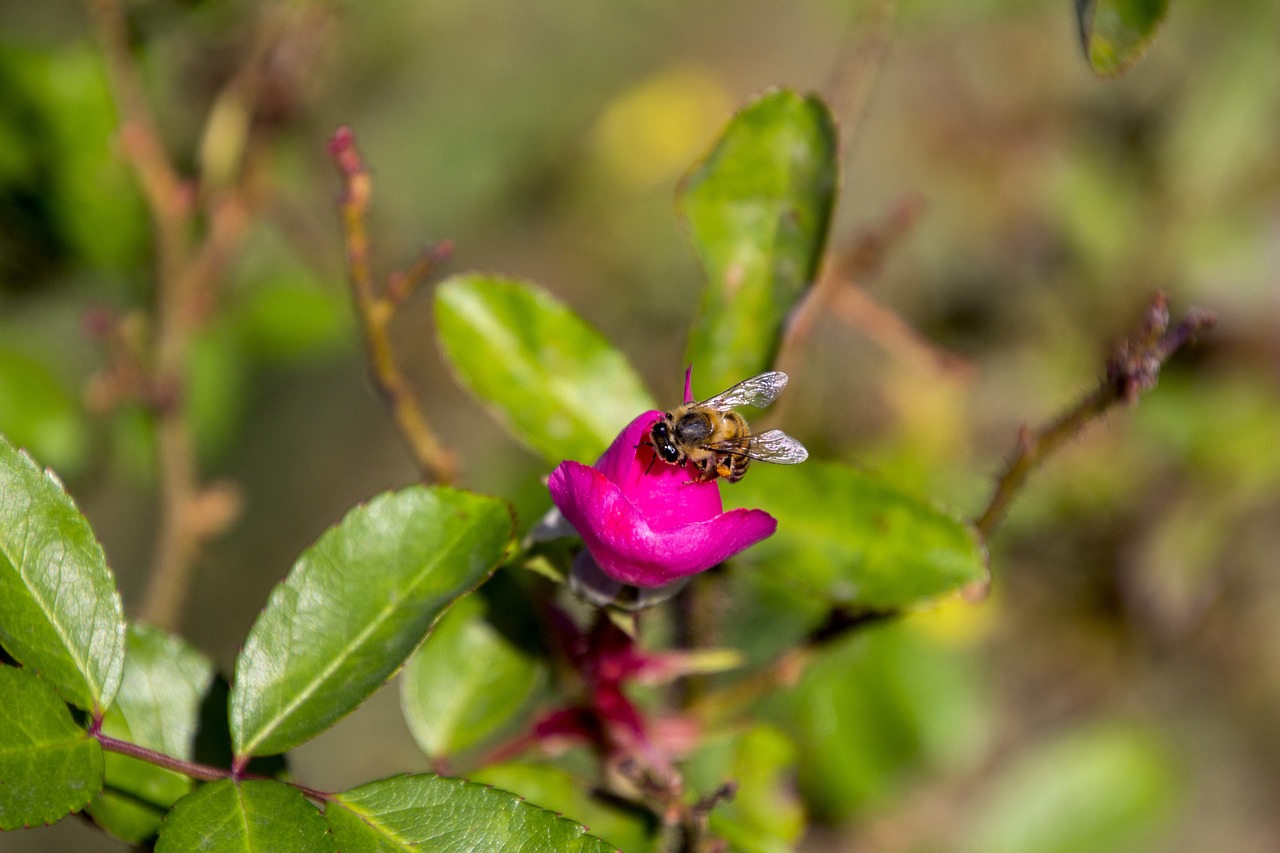 rosa ornamental flower garden free photo