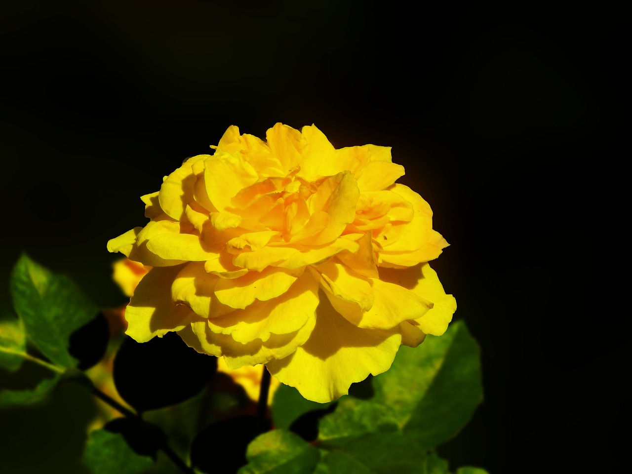 rosa yellow petals free photo