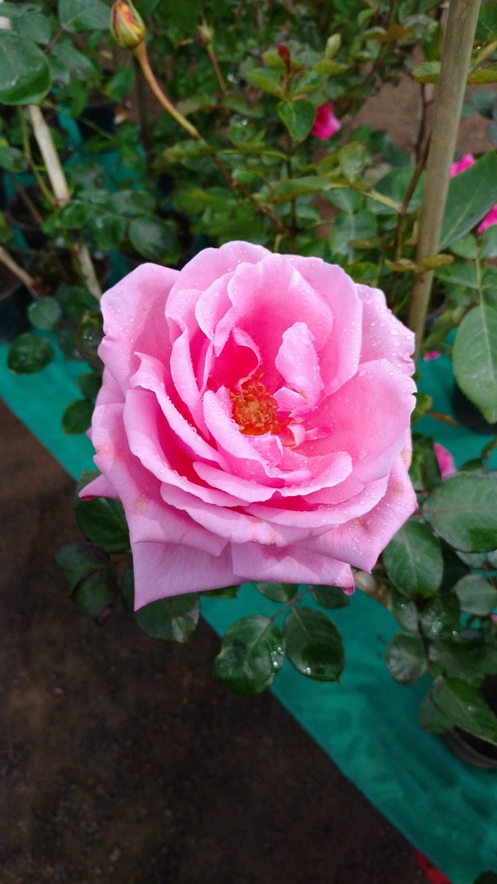 rosa flower plant free photo