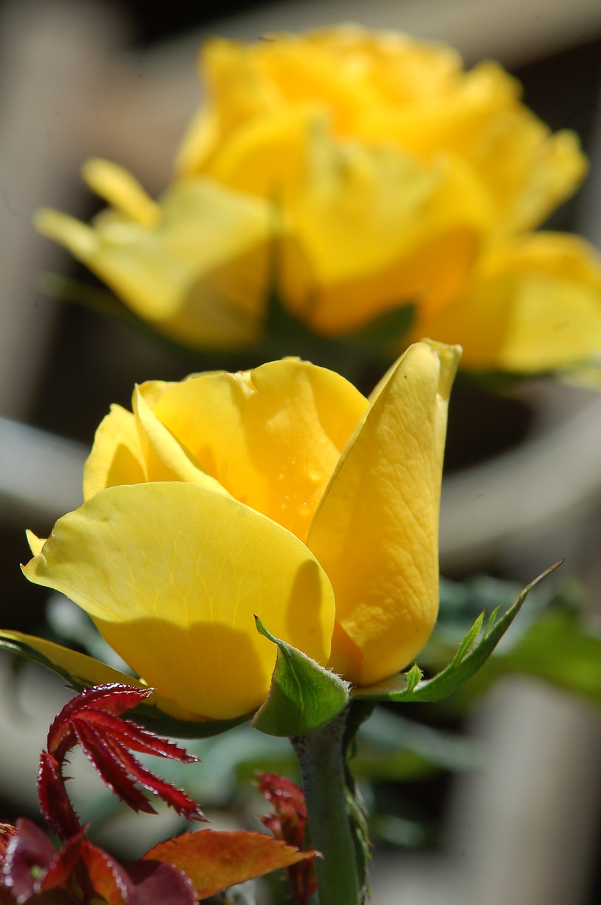 rosa yellow flower free photo