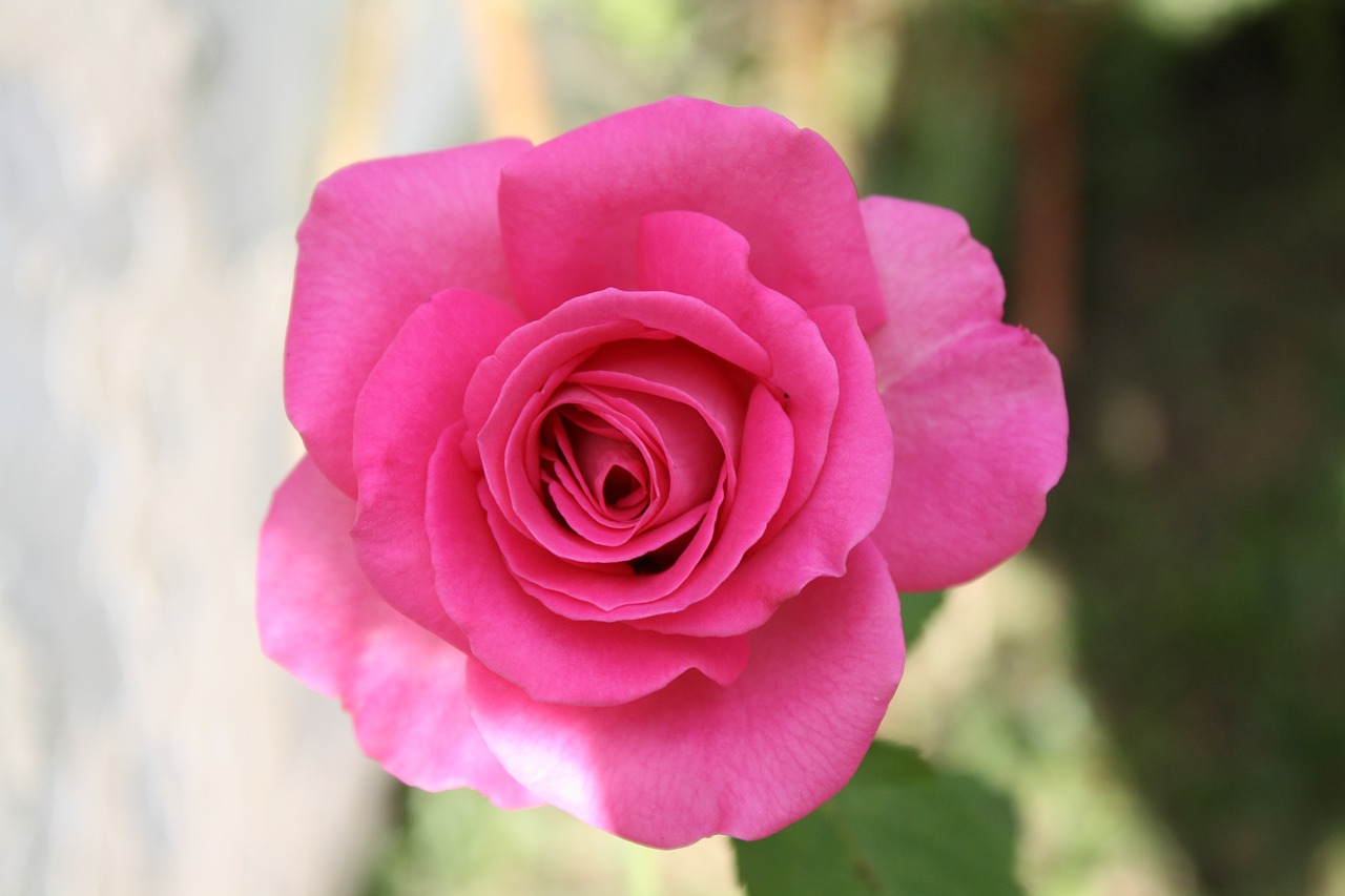 rosa petals garden free photo