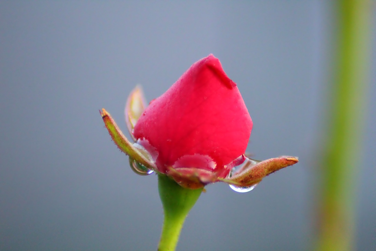 rosa drop nature free photo