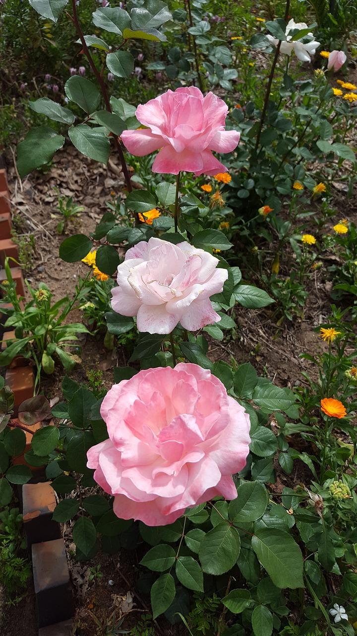 rosa flowers garden free photo