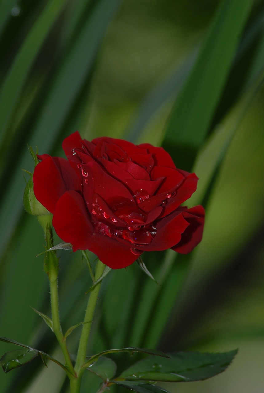 rosa red flowers free photo